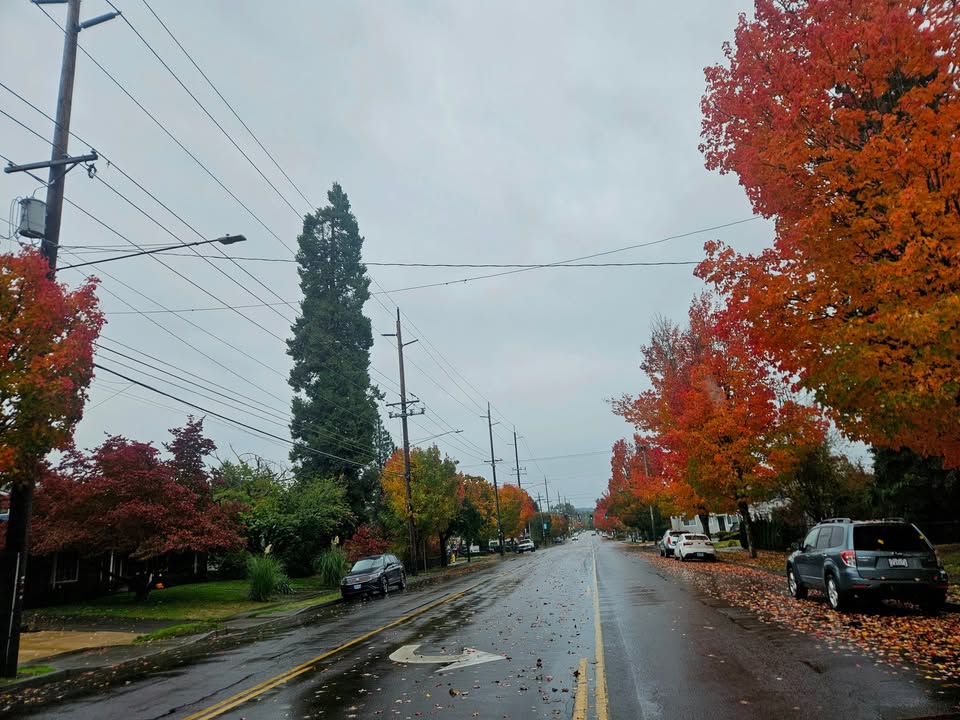 🍁 The fall colors are in on Portland Ave — don’t miss it!