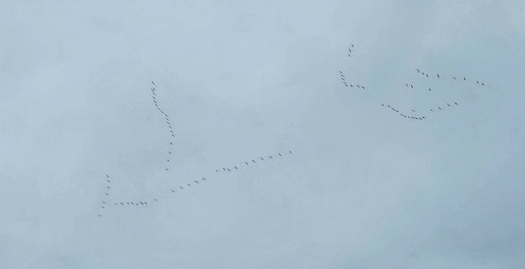 The Canada geese are back with a flyover of Gladstone!