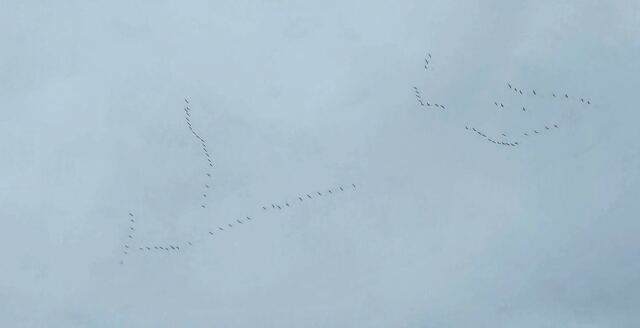 The Canada geese are back with a flyover of Gladstone!